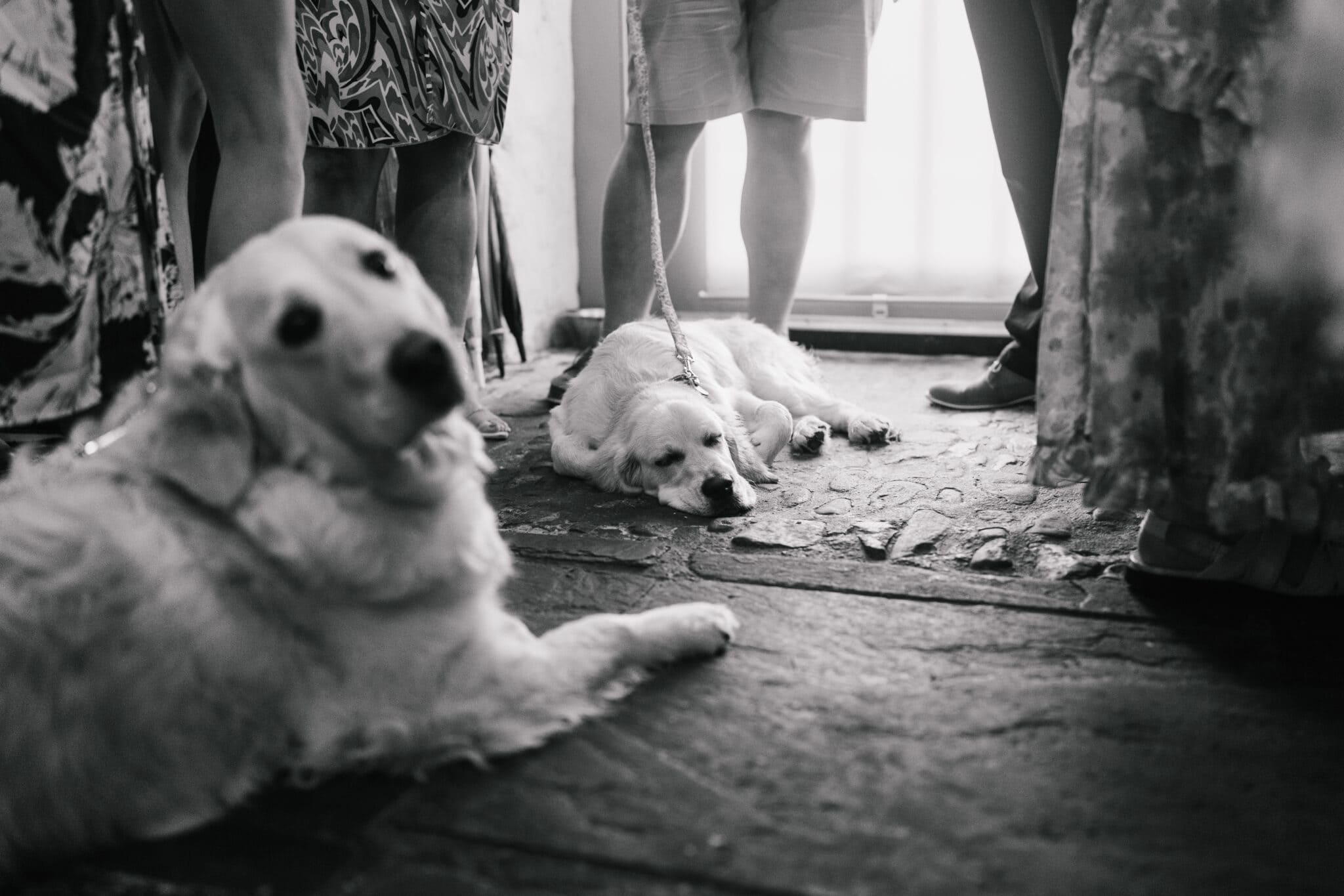 Two golden retrievers lying on a textured floor in a room with people standing, visible only from the waist down. the atmosphere is casual and the photo is in black and white.